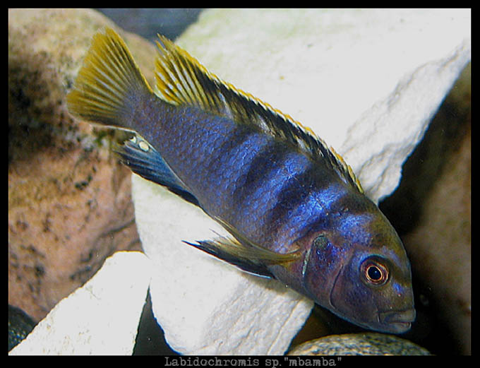 Labidochromis sp.  mbamba