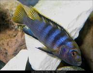 Labidochromis sp.  mbamba