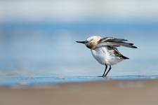 Calidris alba