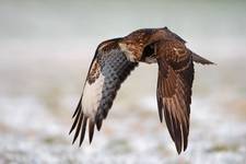 Buteo buteo