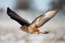 Buteo buteo