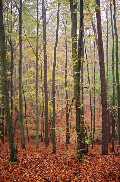 Liściasty k/Spychowa- Mazury