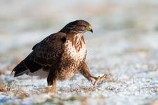 Buteo buteo