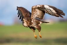 Buteo buteo