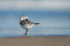 Calidris alba