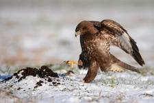 Buteo buteo