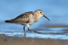 Calidris alpina