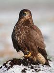 Buteo buteo