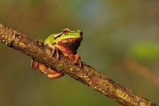 Hyla arborea