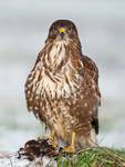 Buteo buteo