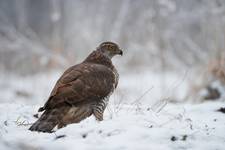 Accipiter gentilis