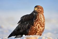 Buteo buteo