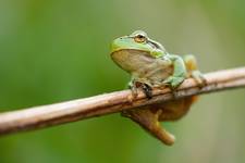 Hyla arborea