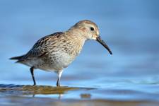 Calidris alpina