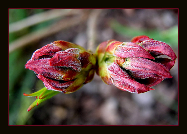 rogata dusza....