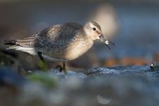 Calidris canutus