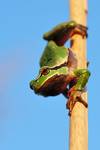 Hyla arborea