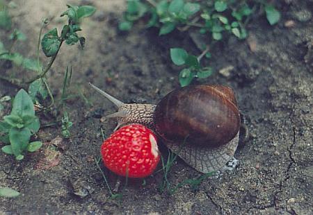 Zjem Cię !!