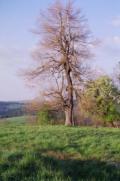 drzewo z dużą ilością nijakiego nieba