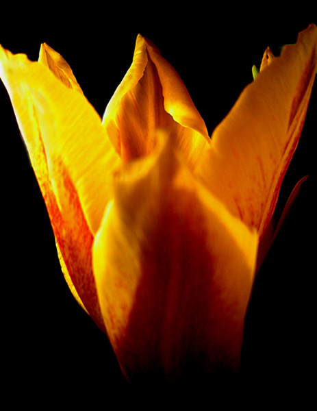 tulip