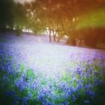 bluebells