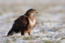 Buteo buteo