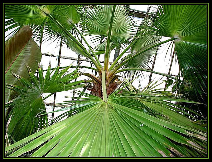 Wśród palm...