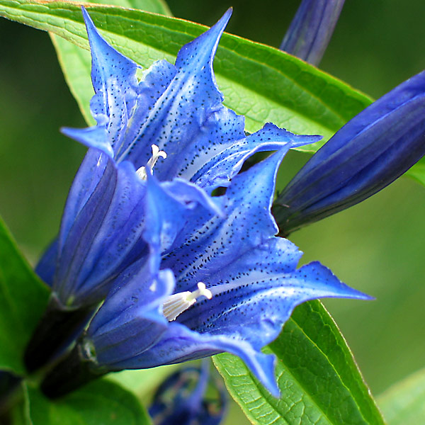 Gentiana asclepiadea