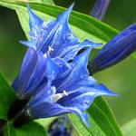 Gentiana asclepiadea