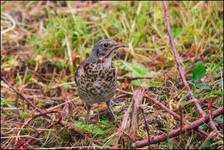 Kwiczoł (Turdus pilaris)