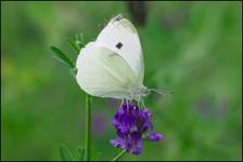 Bielinek rzepnik (Pieris rapae)