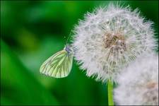 Bielinek bytomkowiec (Pieris napi)