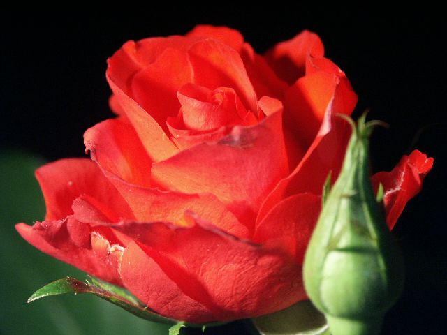 Rose2