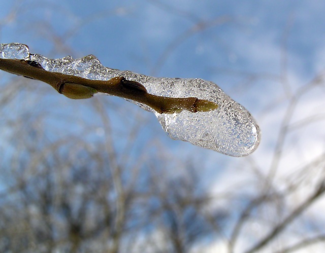 Zahibernowana wiosna:)