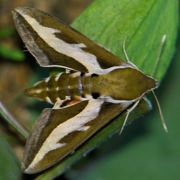 Zmrocznik przytuliak (Hyles gallii)