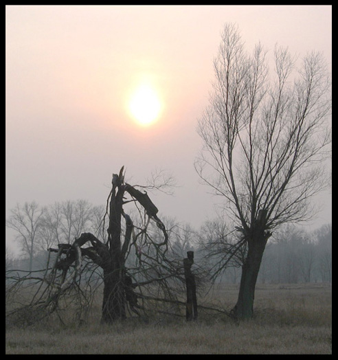 Drzewa umierają stojąc.