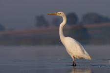 Egretta alba