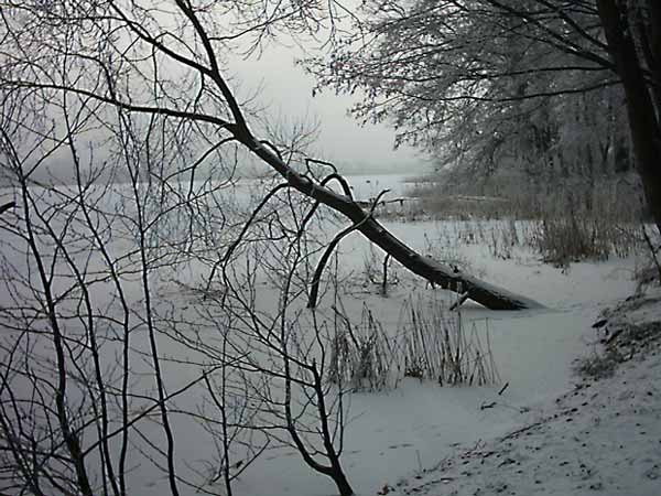 plątanina gałezi i śniegu