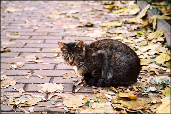 Profesor McGonagall???