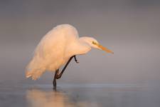 Egretta alba