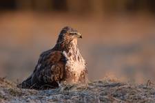 Buteo buteo