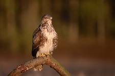 Buteo buteo