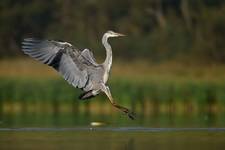 Ardea cinerea