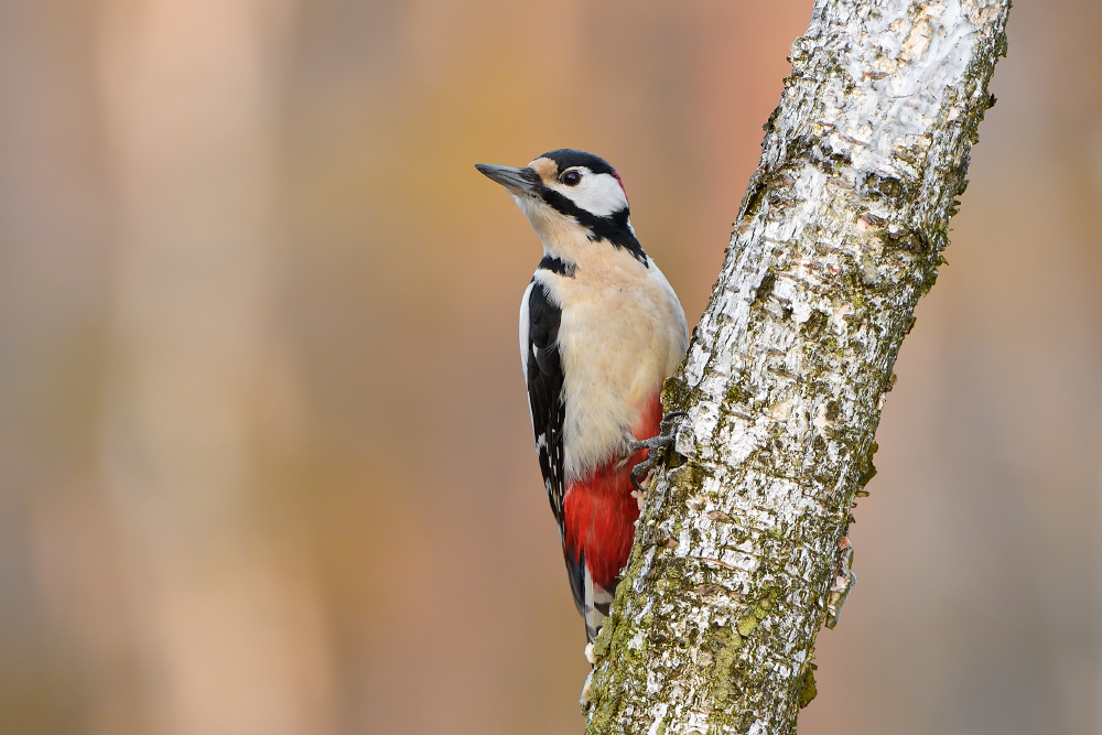 Dendrocopos major