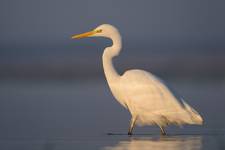 Egretta alba