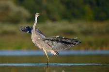 Ardea cinerea