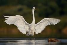 Egretta alba