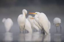 Egretta alba