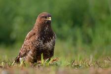 Buteo buteo