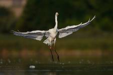 Egretta alba